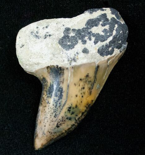 Mako Shark Tooth Fossil - Sharktooth Hill, CA #13583